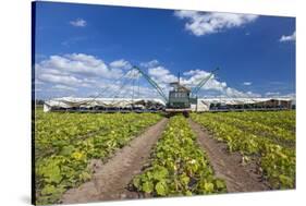 Europe, Germany, Brandenburg, Spreewald (Spree Forest), Cucumber Harvest-Chris Seba-Stretched Canvas