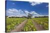 Europe, Germany, Brandenburg, Spreewald (Spree Forest), Cucumber Harvest-Chris Seba-Stretched Canvas