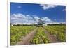 Europe, Germany, Brandenburg, Spreewald (Spree Forest), Cucumber Harvest-Chris Seba-Framed Photographic Print