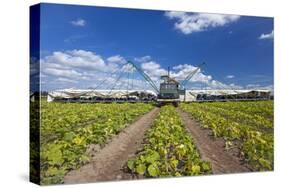 Europe, Germany, Brandenburg, Spreewald (Spree Forest), Cucumber Harvest-Chris Seba-Stretched Canvas