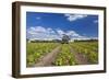 Europe, Germany, Brandenburg, Spreewald (Spree Forest), Cucumber Harvest-Chris Seba-Framed Photographic Print