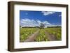 Europe, Germany, Brandenburg, Spreewald (Spree Forest), Cucumber Harvest-Chris Seba-Framed Photographic Print