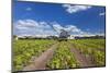 Europe, Germany, Brandenburg, Spreewald (Spree Forest), Cucumber Harvest-Chris Seba-Mounted Photographic Print