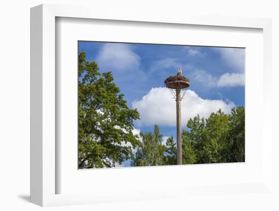 Europe, Germany, Brandenburg, Spreewald (Spree Forest), Storchennest, Stork-Chris Seba-Framed Photographic Print