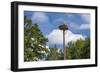 Europe, Germany, Brandenburg, Spreewald (Spree Forest), Storchennest, Stork-Chris Seba-Framed Photographic Print