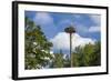 Europe, Germany, Brandenburg, Spreewald (Spree Forest), Storchennest, Stork-Chris Seba-Framed Photographic Print