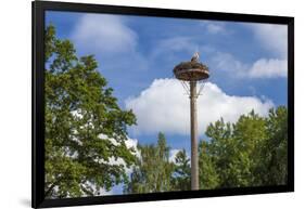 Europe, Germany, Brandenburg, Spreewald (Spree Forest), Storchennest, Stork-Chris Seba-Framed Photographic Print