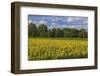 Europe, Germany, Brandenburg, Spreewald (Spree Forest), Sunflower Field-Chris Seba-Framed Photographic Print