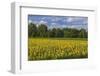 Europe, Germany, Brandenburg, Spreewald (Spree Forest), Sunflower Field-Chris Seba-Framed Photographic Print