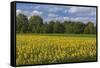 Europe, Germany, Brandenburg, Spreewald (Spree Forest), Sunflower Field-Chris Seba-Framed Stretched Canvas