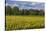 Europe, Germany, Brandenburg, Spreewald (Spree Forest), Sunflower Field-Chris Seba-Stretched Canvas
