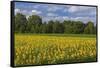 Europe, Germany, Brandenburg, Spreewald (Spree Forest), Sunflower Field-Chris Seba-Framed Stretched Canvas