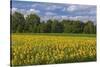 Europe, Germany, Brandenburg, Spreewald (Spree Forest), Sunflower Field-Chris Seba-Stretched Canvas
