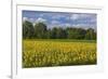 Europe, Germany, Brandenburg, Spreewald (Spree Forest), Sunflower Field-Chris Seba-Framed Photographic Print