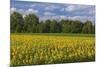Europe, Germany, Brandenburg, Spreewald (Spree Forest), Sunflower Field-Chris Seba-Mounted Photographic Print