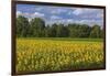 Europe, Germany, Brandenburg, Spreewald (Spree Forest), Sunflower Field-Chris Seba-Framed Photographic Print