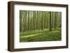 Europe, Germany, Mecklenburg-Western Pomerania, Baltic Sea Island R?gen, Forest Path-Chris Seba-Framed Photographic Print