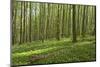 Europe, Germany, Mecklenburg-Western Pomerania, Baltic Sea Island R?gen, Forest Path-Chris Seba-Mounted Photographic Print