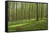 Europe, Germany, Mecklenburg-Western Pomerania, Baltic Sea Island R?gen, Forest Path-Chris Seba-Framed Stretched Canvas