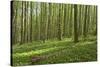 Europe, Germany, Mecklenburg-Western Pomerania, Baltic Sea Island R?gen, Forest Path-Chris Seba-Stretched Canvas