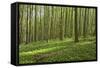 Europe, Germany, Mecklenburg-Western Pomerania, Baltic Sea Island R?gen, Forest Path-Chris Seba-Framed Stretched Canvas