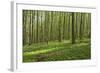 Europe, Germany, Mecklenburg-Western Pomerania, Baltic Sea Island R?gen, Forest Path-Chris Seba-Framed Photographic Print