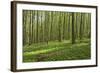 Europe, Germany, Mecklenburg-Western Pomerania, Baltic Sea Island R?gen, Forest Path-Chris Seba-Framed Photographic Print