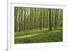 Europe, Germany, Mecklenburg-Western Pomerania, Baltic Sea Island R?gen, Forest Path-Chris Seba-Framed Photographic Print