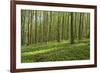 Europe, Germany, Mecklenburg-Western Pomerania, Baltic Sea Island R?gen, Forest Path-Chris Seba-Framed Photographic Print