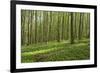 Europe, Germany, Mecklenburg-Western Pomerania, Baltic Sea Island R?gen, Forest Path-Chris Seba-Framed Photographic Print