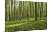 Europe, Germany, Mecklenburg-Western Pomerania, Baltic Sea Island R?gen, Forest Path-Chris Seba-Mounted Photographic Print