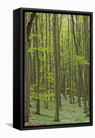 Europe, Germany, Mecklenburg-Western Pomerania, Baltic Sea Island RŸgen, Forest Path-Chris Seba-Framed Stretched Canvas