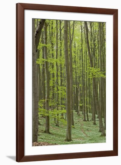 Europe, Germany, Mecklenburg-Western Pomerania, Baltic Sea Island RŸgen, Forest Path-Chris Seba-Framed Photographic Print