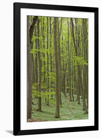 Europe, Germany, Mecklenburg-Western Pomerania, Baltic Sea Island RŸgen, Forest Path-Chris Seba-Framed Photographic Print