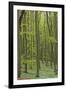 Europe, Germany, Mecklenburg-Western Pomerania, Baltic Sea Island RŸgen, Forest Path-Chris Seba-Framed Photographic Print