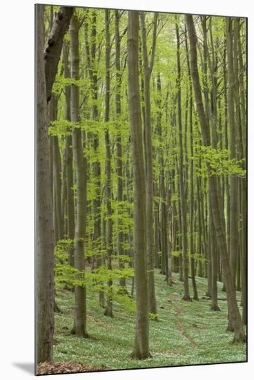 Europe, Germany, Mecklenburg-Western Pomerania, Baltic Sea Island RŸgen, Forest Path-Chris Seba-Mounted Photographic Print