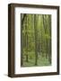 Europe, Germany, Mecklenburg-Western Pomerania, Baltic Sea Island RŸgen, Forest Path-Chris Seba-Framed Photographic Print