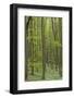 Europe, Germany, Mecklenburg-Western Pomerania, Baltic Sea Island RŸgen, Forest Path-Chris Seba-Framed Photographic Print