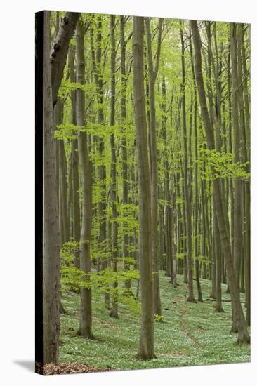 Europe, Germany, Mecklenburg-Western Pomerania, Baltic Sea Island RŸgen, Forest Path-Chris Seba-Stretched Canvas