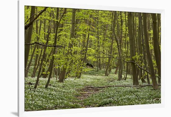 Europe, Germany, Mecklenburg-Western Pomerania, Baltic Sea Island RŸgen, Forest Path-Chris Seba-Framed Photographic Print