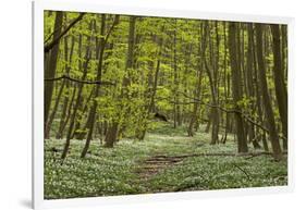 Europe, Germany, Mecklenburg-Western Pomerania, Baltic Sea Island RŸgen, Forest Path-Chris Seba-Framed Photographic Print