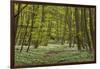 Europe, Germany, Mecklenburg-Western Pomerania, Baltic Sea Island RŸgen, Forest Path-Chris Seba-Framed Photographic Print