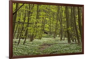 Europe, Germany, Mecklenburg-Western Pomerania, Baltic Sea Island RŸgen, Forest Path-Chris Seba-Framed Photographic Print