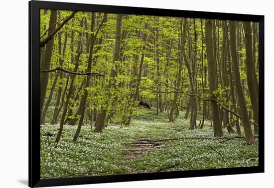 Europe, Germany, Mecklenburg-Western Pomerania, Baltic Sea Island RŸgen, Forest Path-Chris Seba-Framed Photographic Print