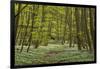 Europe, Germany, Mecklenburg-Western Pomerania, Baltic Sea Island RŸgen, Forest Path-Chris Seba-Framed Photographic Print