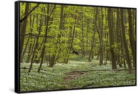 Europe, Germany, Mecklenburg-Western Pomerania, Baltic Sea Island RŸgen, Forest Path-Chris Seba-Framed Stretched Canvas