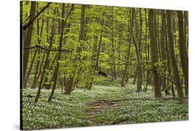 Europe, Germany, Mecklenburg-Western Pomerania, Baltic Sea Island RŸgen, Forest Path-Chris Seba-Stretched Canvas