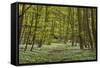 Europe, Germany, Mecklenburg-Western Pomerania, Baltic Sea Island RŸgen, Forest Path-Chris Seba-Framed Stretched Canvas