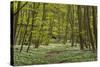 Europe, Germany, Mecklenburg-Western Pomerania, Baltic Sea Island RŸgen, Forest Path-Chris Seba-Stretched Canvas