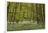 Europe, Germany, Mecklenburg-Western Pomerania, Baltic Sea Island RŸgen, Forest Path-Chris Seba-Framed Premium Photographic Print